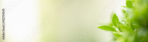 Closeup of beautiful nature view green leaf on blurred greenery background in garden with copy space using as background cover page concept.