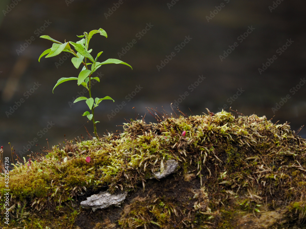 Obraz premium 水辺で苔むした倒木の上で成長する植物