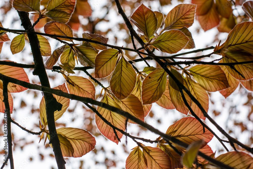 The Copper beech tree (Fagus sylvatica purpurea) leaves isolated, close up, macro, detail. The Copper beech tree (Fagus sylvatica purpurea) leaves isolated, close up, macro, detail.