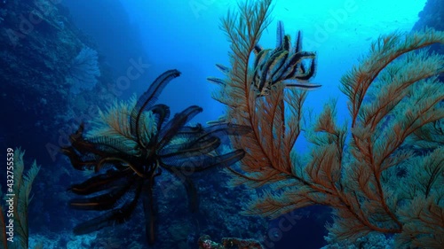 オオイソバナにつくウミシダ　小笠原