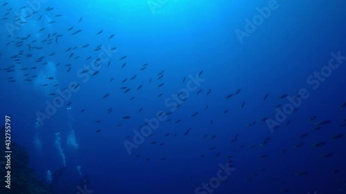 ダイバーと魚の群れ　小笠原