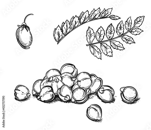 Hand drawn sketch black and white of heap, pile of chickpeas, nut, leaf. Vector illustration. Elements in graphic style label, card, sticker, menu, package. Engraved style