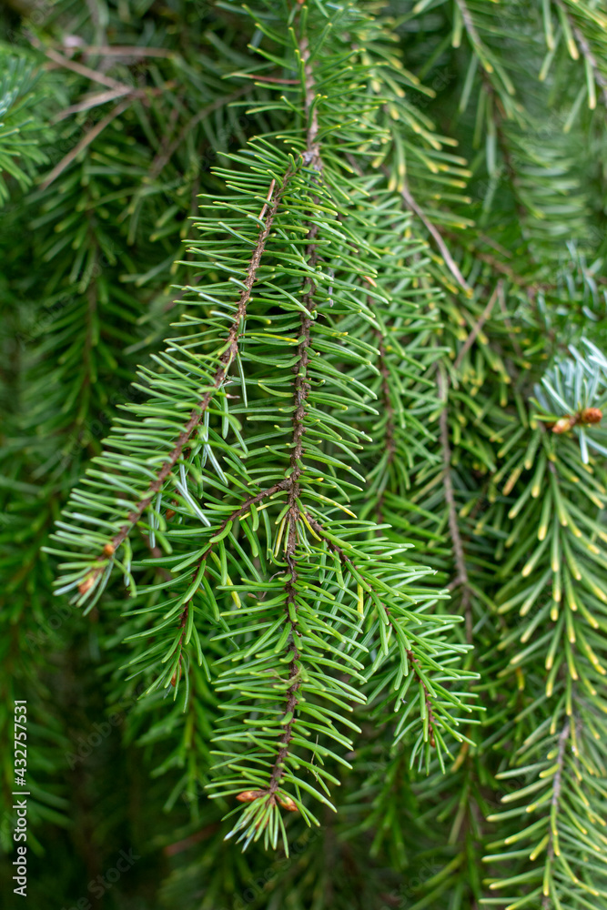 Picea omorica (omorika) also known as Serbian spruce, Pančić spruce branches and needles. Close up . Detail.