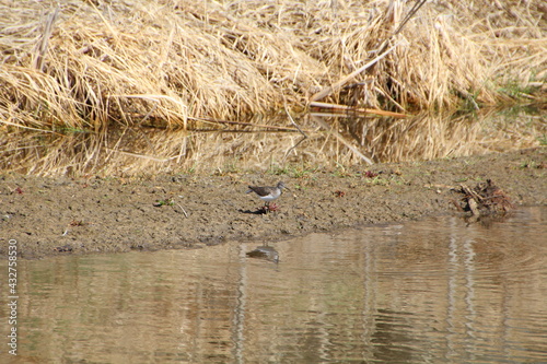 Bird On The Creek Bank, Pylypow Wetlands, Edmonton, Alberta