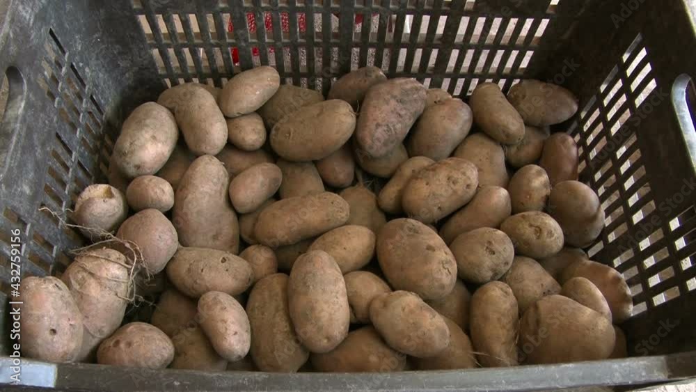 storing potatoes in plastic crates. Box for harvesting organic potatoes