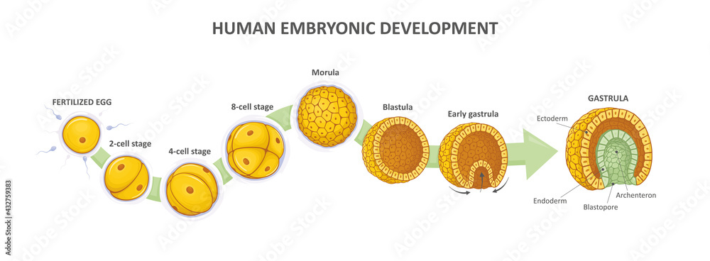 Human embryonic development, or human embryogenesis from zygote to gastrula. Zygote, 2-cell, morula, blastula, gastrula.