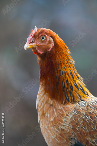 Hen in poultry farm