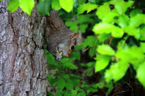 Squirrel eating nuts with its head down
