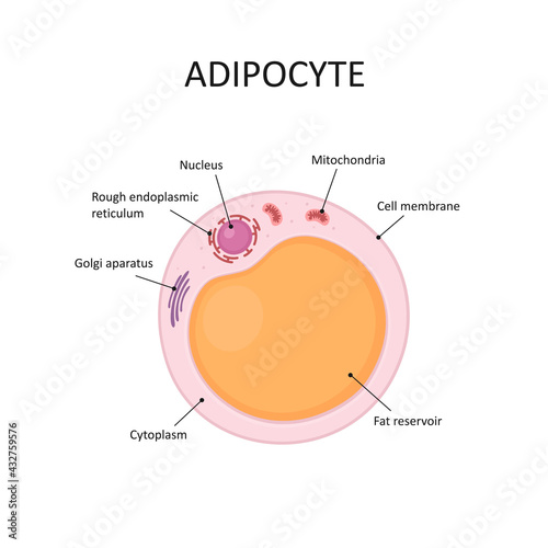 Adipocytes, lipocytes and fat cells. Fat cell structure vector illustration. photo