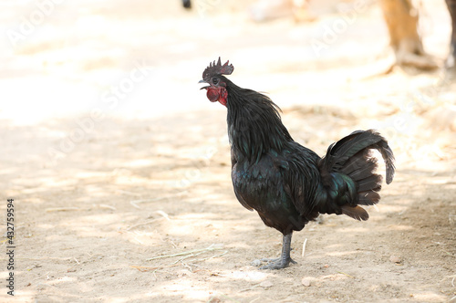 Indian breed black chicken or rooster in a farmyard photo