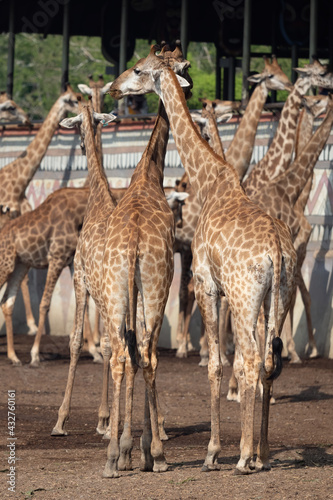 Close-up Group of Giraffes were Standing on The Ground