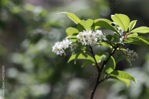 Many white flowers bloomed in spring on tree branches in spring in the forest. Sunny day. 