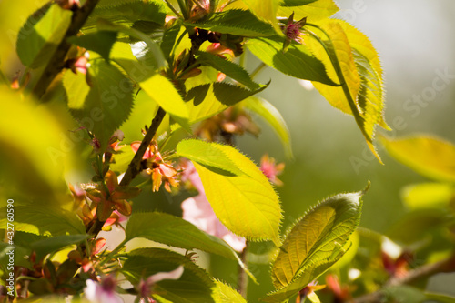 pale pink blooming mirabelle flowers