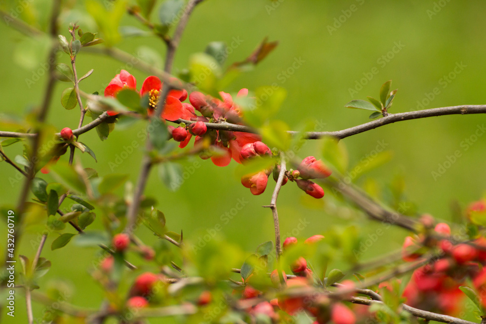 red flowers of blooming quince on a green background red flowers of blooming quince on a green background