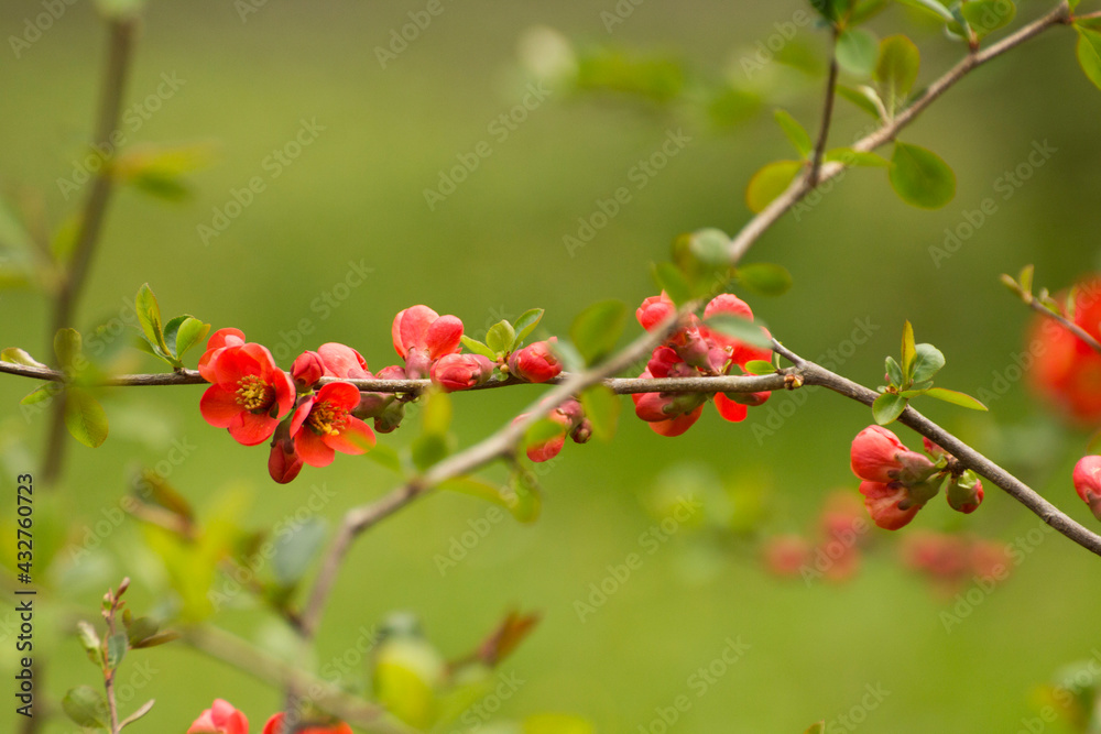 red flowers of blooming quince on a green background red flowers of blooming quince on a green background