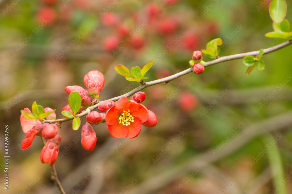 red flowers of blooming quince on a background of branches red flowers of blooming quince on a background of branches