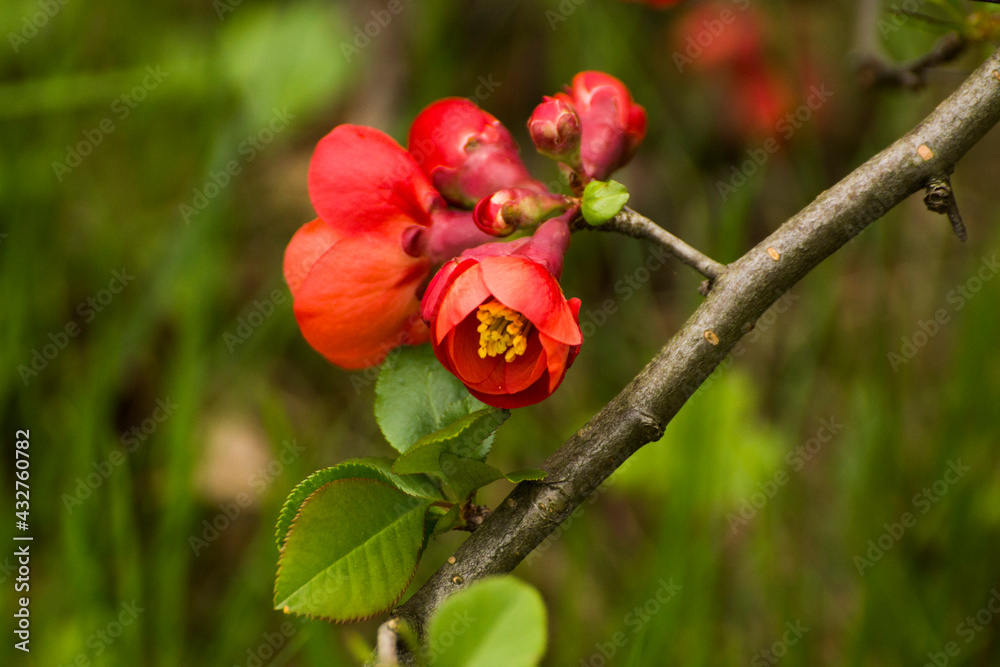 red flowers of blooming quince on a green grass red flowers of blooming quince on a green grass