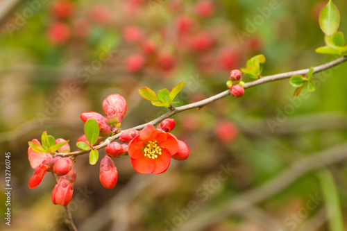 red flowers of blooming quince on a background of branches
