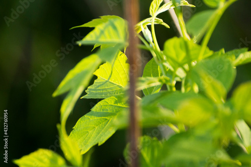 acer negundo leaves on the background of branches © Paulina