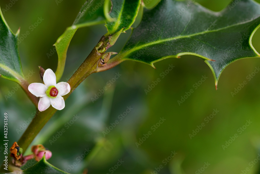 Holly tree flower in bloom with green blurred background and negative space Holly tree flower in bloom with green blurred background and negative space