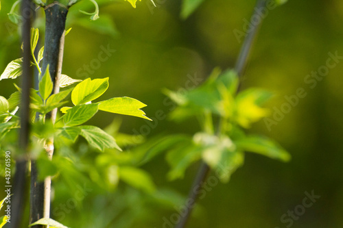 Fototapeta Naklejka Na Ścianę i Meble -  acer negundo leaves on a green nature background