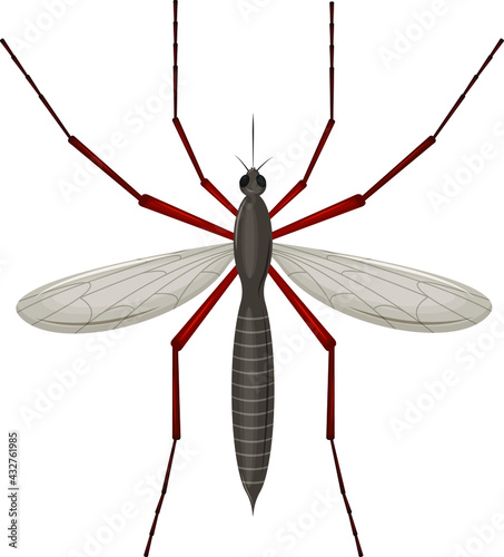 The mosquito is a blood-sucking insect. Top view. Detailed vector illustration isolated on a white background.