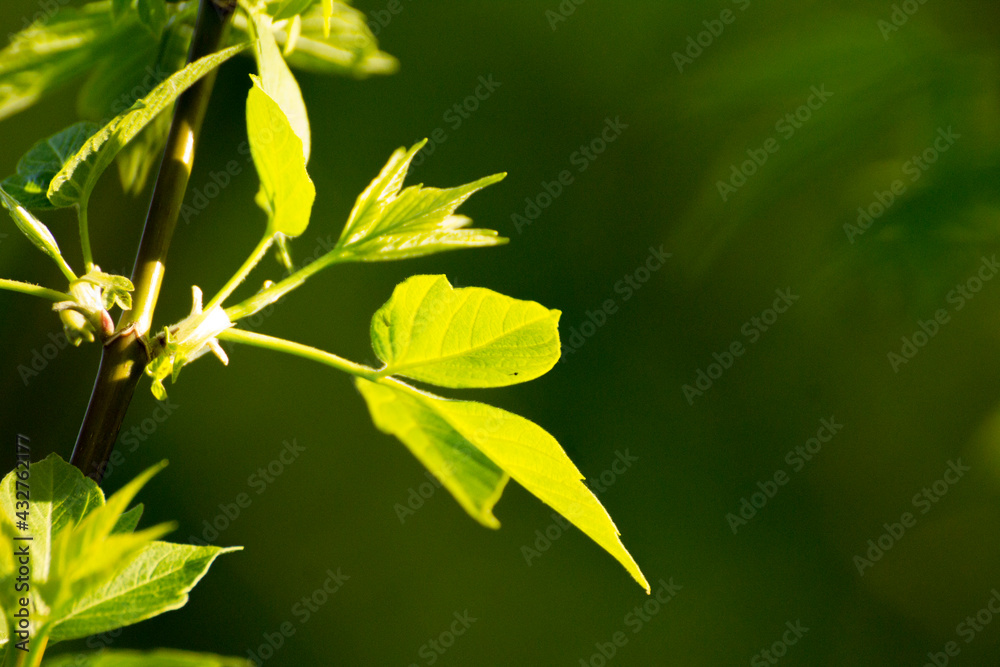 acer negundo leaves on a green nature background acer negundo leaves on a green nature background