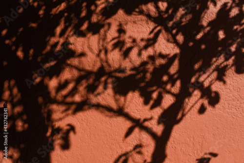 plant shadows casted on terra cotta colored textured wall surface