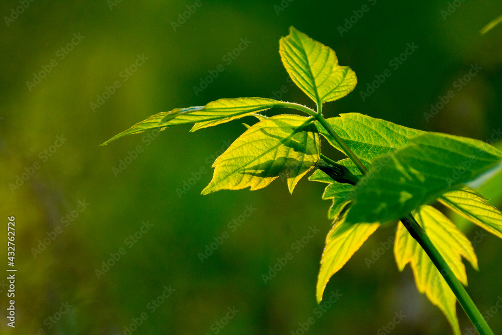 acer negundo leaves on a green nature background acer negundo leaves on a green nature background