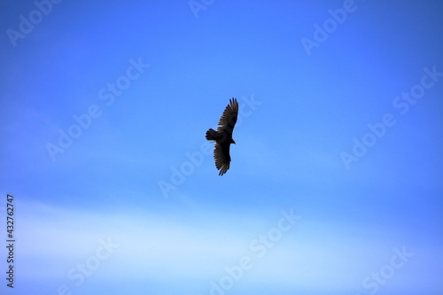 A bird gliding high in the sky