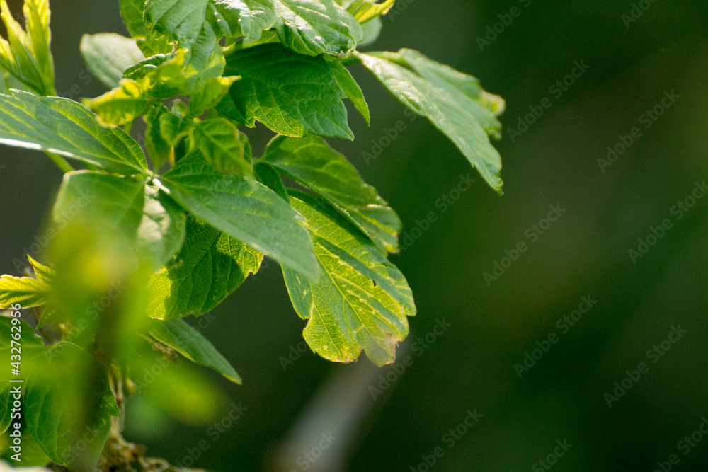 acer negundo leaves on a green nature background acer negundo leaves on a green nature background