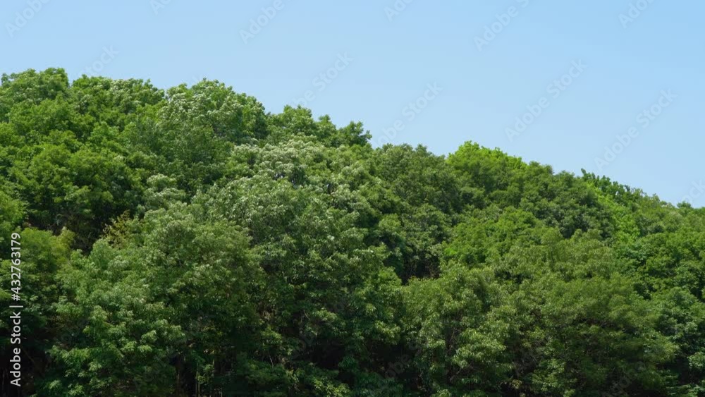 Mountain trees swaying in the early summer breeze Mountain trees swaying in the early summer breeze