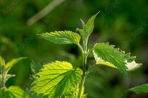 green nettles against the background of other green nettles