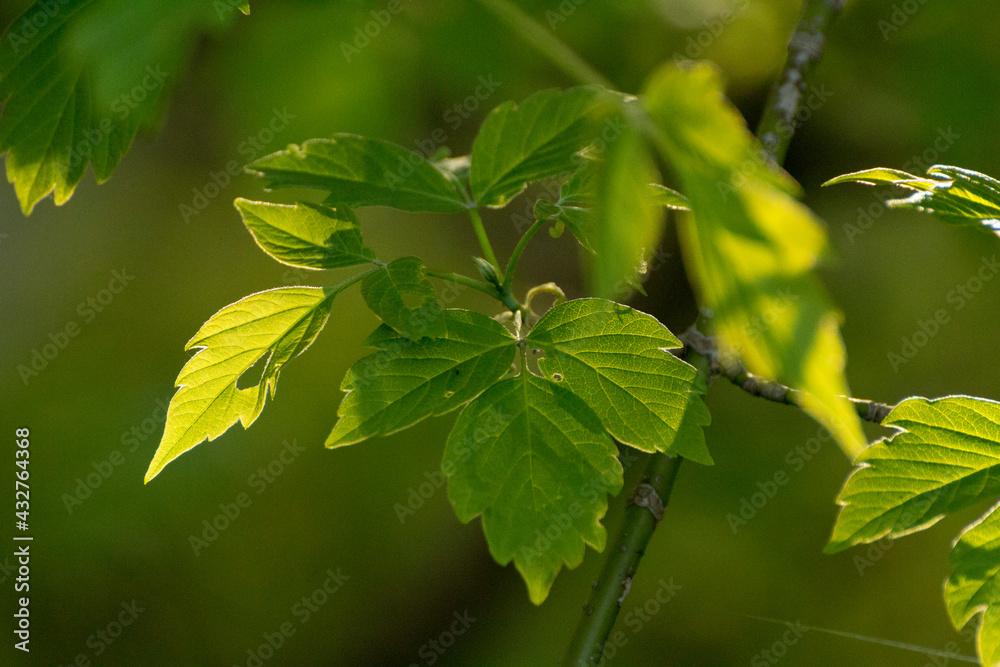 acer negundo leaves on a green nature background - obrazy, fototapety, plakaty 