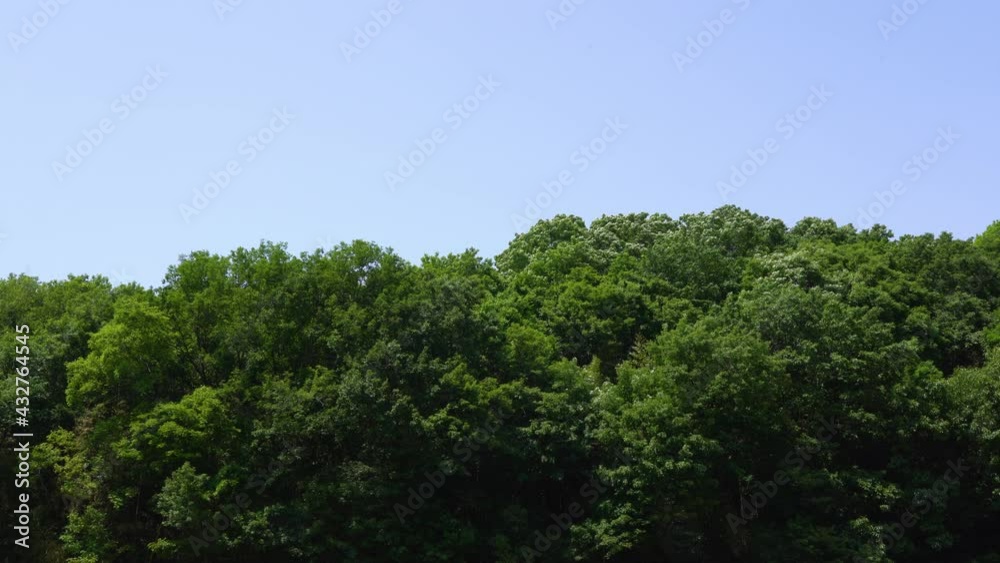 Mountain trees swaying in the early summer breeze Mountain trees swaying in the early summer breeze