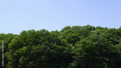 Mountain trees swaying in the early summer breeze