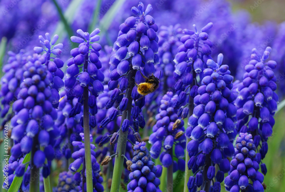 Blue color of muscari.