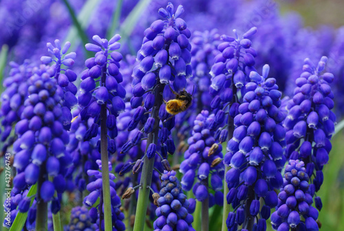 Obraz na płótnie Blue color of muscari. w salonie