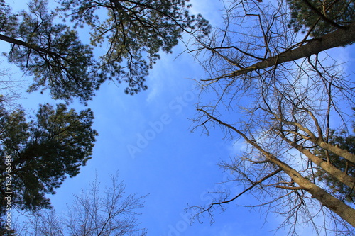 林の中で仰ぎ見た快晴の空