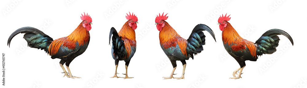 Set of colorful free range male rooster in different pose isolated on white background - obrazy, fototapety, plakaty 