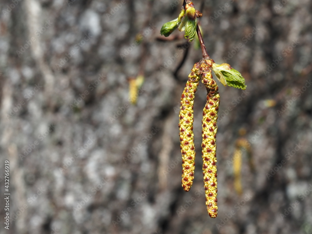Naklejka premium Blooming birch branch. Allergic pollen. Allergy treatment.