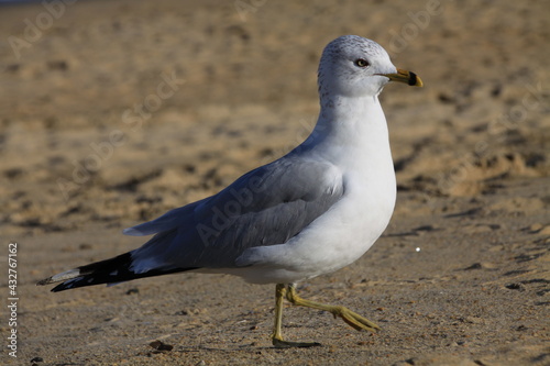 A Ring-billed Gull walking around on the beach