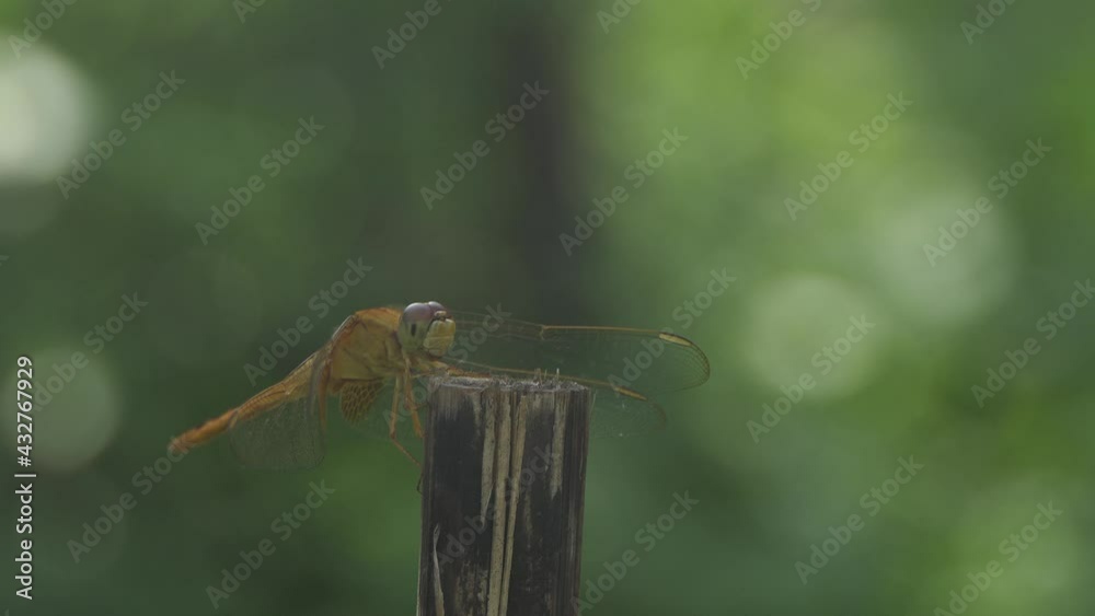 Dragonfly on dry wood Dragonfly on dry wood