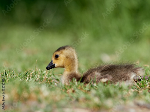 Gosling of a Canada Goose (Branta canadensis) resting in the grass, Germany