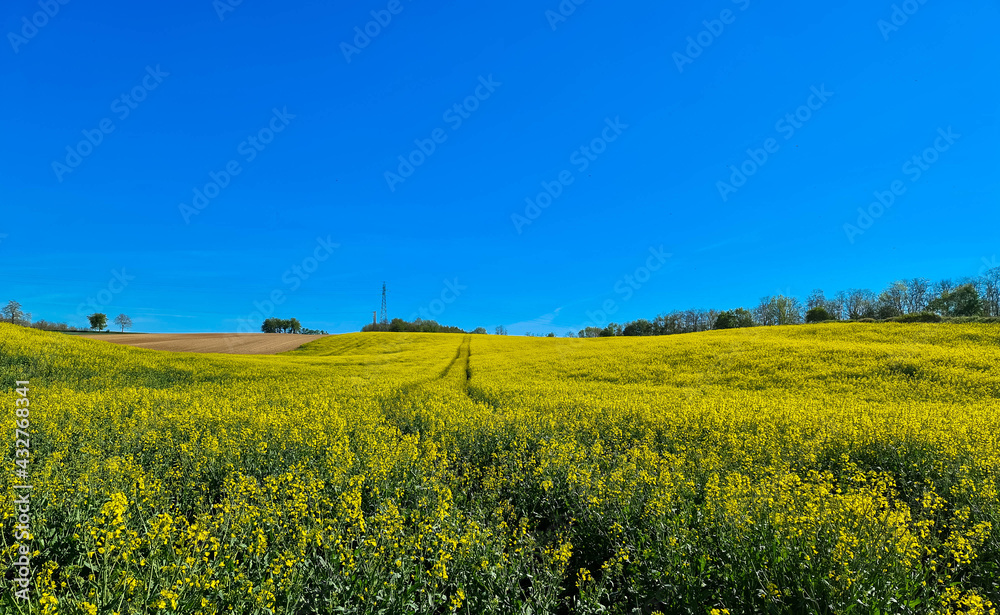 Panoramic view on agricultural field with blooming yellow canola flowers and cloudless blue sky. Spring countryside. Agriculture and harvest concept. Alsace, France.