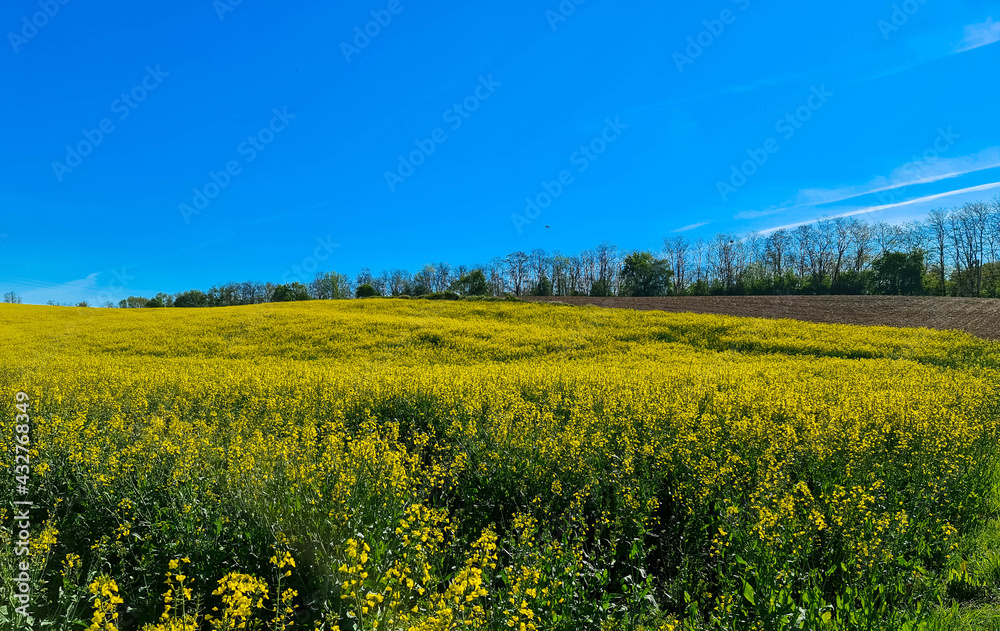 Panoramic view on agricultural field with blooming yellow canola flowers and cloudless blue sky. Spring countryside. Agriculture and harvest concept. Alsace, France.