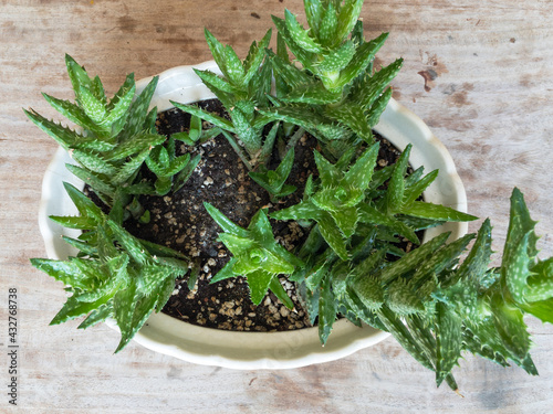 Top view from above of a Tiger tooth aloe Juvenna succulent plant with a wooden background photo