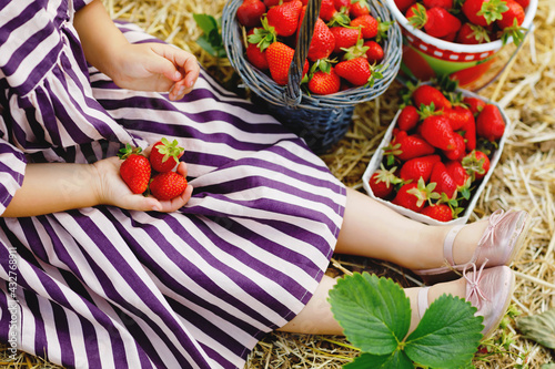 Closeup of little toddler girl picking and eating healthy strawberries on organic berry farm in summer, on sunny day. Child helps. Kid on strawberry plantation field, ripe red berries.