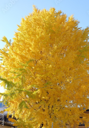 秋の銀杏の大木。晴天の青空。