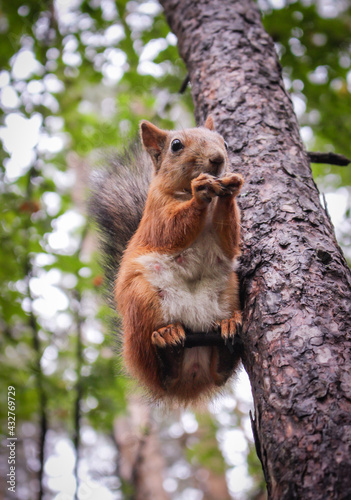 A beautiful squirrel sits on a tree and holds a nutlet, close-up portrait, looks at the camera.